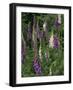 Foxglove Garden-Anna Miller-Framed Photographic Print