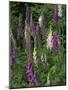 Foxglove Garden-Anna Miller-Mounted Photographic Print