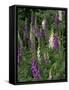 Foxglove Garden-Anna Miller-Framed Stretched Canvas