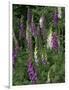 Foxglove Garden-Anna Miller-Framed Photographic Print