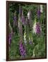 Foxglove Garden-Anna Miller-Framed Photographic Print