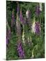 Foxglove Garden-Anna Miller-Mounted Photographic Print