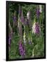 Foxglove Garden-Anna Miller-Framed Photographic Print