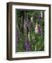 Foxglove Garden-Anna Miller-Framed Photographic Print