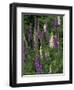 Foxglove Garden-Anna Miller-Framed Photographic Print