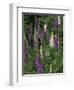 Foxglove Garden-Anna Miller-Framed Photographic Print