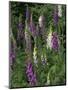 Foxglove Garden-Anna Miller-Mounted Photographic Print