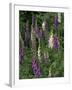 Foxglove Garden-Anna Miller-Framed Photographic Print