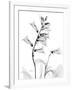 Foxglove Gray-Albert Koetsier-Framed Art Print