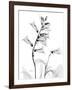 Foxglove Gray-Albert Koetsier-Framed Art Print