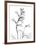 Foxglove Gray-Albert Koetsier-Framed Art Print