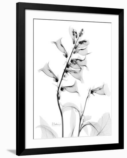 Foxglove Gray-Albert Koetsier-Framed Art Print