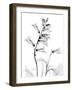 Foxglove Gray-Albert Koetsier-Framed Art Print