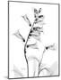 Foxglove Gray-Albert Koetsier-Mounted Art Print