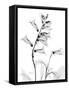 Foxglove Gray-Albert Koetsier-Framed Stretched Canvas