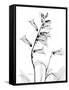 Foxglove Gray-Albert Koetsier-Framed Stretched Canvas