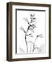 Foxglove Gray-Albert Koetsier-Framed Art Print