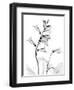 Foxglove Gray-Albert Koetsier-Framed Art Print