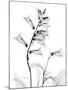 Foxglove Gray-Albert Koetsier-Mounted Art Print