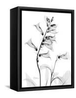 Foxglove Gray-Albert Koetsier-Framed Stretched Canvas