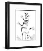 Foxglove Gray-Albert Koetsier-Framed Premium Giclee Print