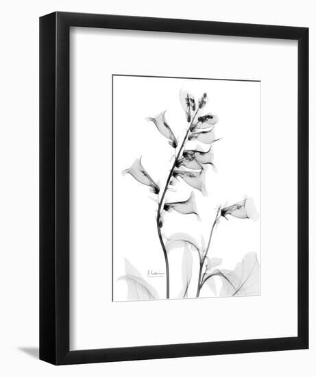 Foxglove Gray-Albert Koetsier-Framed Premium Giclee Print