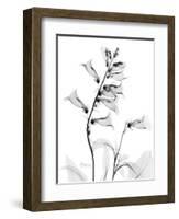 Foxglove Gray-Albert Koetsier-Framed Premium Giclee Print