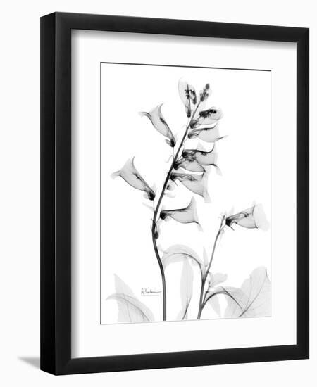 Foxglove Gray-Albert Koetsier-Framed Premium Giclee Print