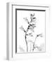 Foxglove Gray-Albert Koetsier-Framed Premium Giclee Print