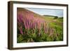 Foxglove growth after pine forest clear-cut, Devon, UK-Matthew Maran-Framed Photographic Print