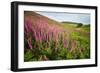 Foxglove growth after pine forest clear-cut, Devon, UK-Matthew Maran-Framed Photographic Print