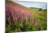 Foxglove growth after pine forest clear-cut, Devon, UK-Matthew Maran-Mounted Photographic Print