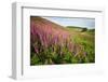 Foxglove growth after pine forest clear-cut, Devon, UK-Matthew Maran-Framed Photographic Print