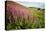 Foxglove growth after pine forest clear-cut, Devon, UK-Matthew Maran-Stretched Canvas