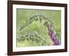 Foxglove in Rain-Don Paulson-Framed Giclee Print