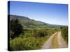 Foxglove-lined Track on Croaghaun, Comeragh Mountains, County Waterford, Ireland-null-Stretched Canvas