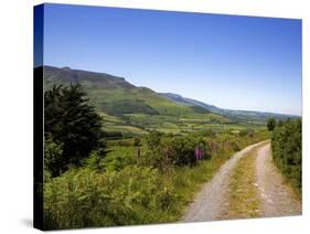 Foxglove-lined Track on Croaghaun, Comeragh Mountains, County Waterford, Ireland-null-Stretched Canvas