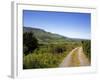 Foxglove-lined Track on Croaghaun, Comeragh Mountains, County Waterford, Ireland-null-Framed Photographic Print
