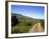 Foxglove-lined Track on Croaghaun, Comeragh Mountains, County Waterford, Ireland-null-Framed Photographic Print