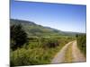 Foxglove-lined Track on Croaghaun, Comeragh Mountains, County Waterford, Ireland-null-Mounted Photographic Print