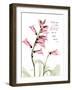 Foxglove Love-Albert Koetsier-Framed Art Print