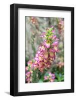 Foxglove, Usa-Lisa S. Engelbrecht-Framed Photographic Print