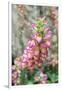 Foxglove, Usa-Lisa S. Engelbrecht-Framed Photographic Print