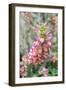 Foxglove, Usa-Lisa S. Engelbrecht-Framed Photographic Print