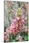 Foxglove, Usa-Lisa S. Engelbrecht-Mounted Photographic Print