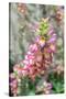 Foxglove, Usa-Lisa S. Engelbrecht-Stretched Canvas