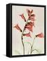 Foxglove Whisper-Albert Koetsier-Framed Stretched Canvas