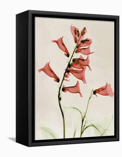 Foxglove Whisper-Albert Koetsier-Framed Stretched Canvas