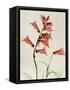 Foxglove Whisper-Albert Koetsier-Framed Stretched Canvas