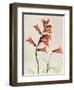 Foxglove Whisper-Albert Koetsier-Framed Art Print